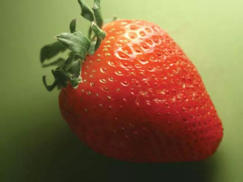 poor agricultural management blocks strawberry export poor agricultural management blocks strawberry export