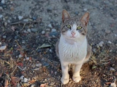 turks up in arms over killing of stray cat