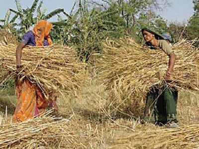 indian government to ban exports