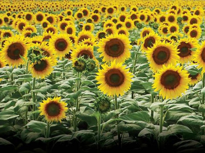 growers waiting for free seeds fertiliser