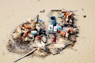 2010 floods we have not survived the flood we are surviving it