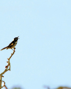 play it again swat play it again swat