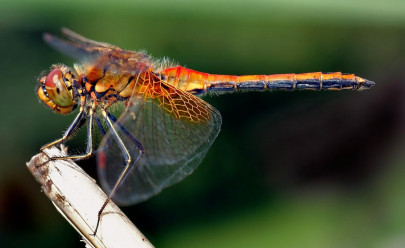 dragonflies at risk of extinction