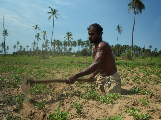 a tamil labourer who lost both his legs during sri lanka s civil war digs a spade into farmland he s rented to plant peanuts in mullaitivu northern province sri lanka photo reuters joseph campbell a tamil labourer who lost both his legs during sri lanka s civil war digs a spade into farmland he s rented to plant peanuts in mullaitivu northern province sri lanka photo reuters joseph campbell