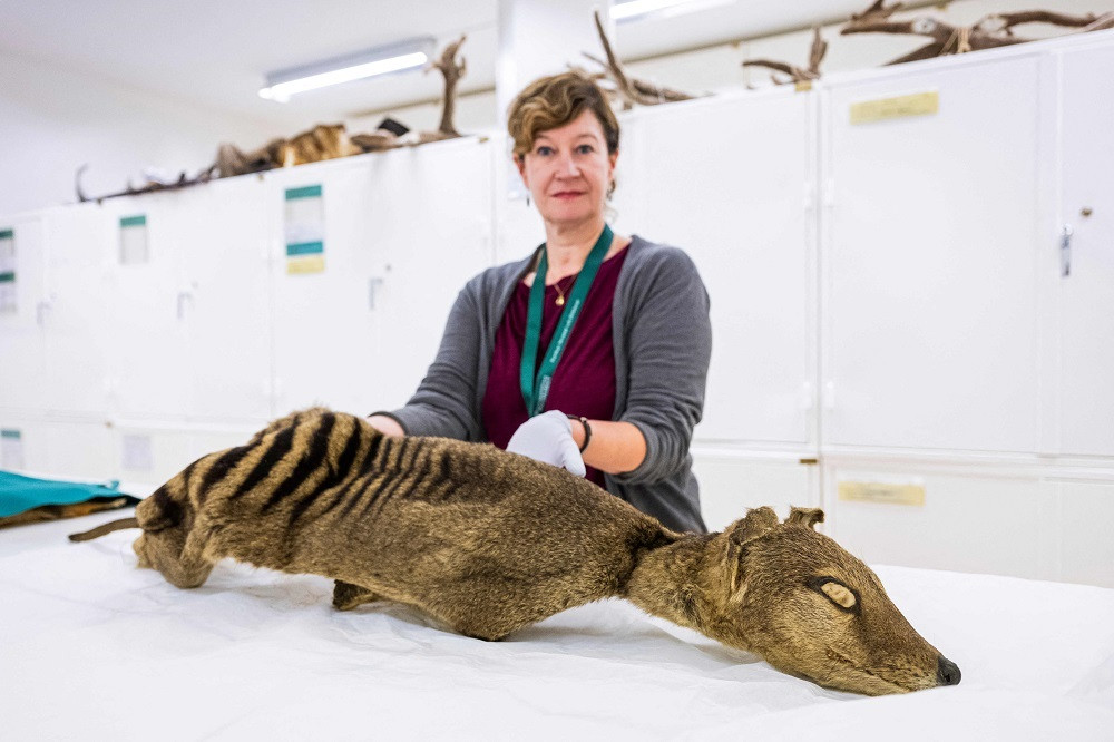 A dry specimen of a Tasmanian tiger is pictured at the Museum of Natural History in Stockholm, on September 26, 2023. PHOTO: AFP