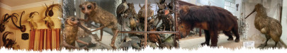 taxidermy a dying craft taxidermy a dying craft