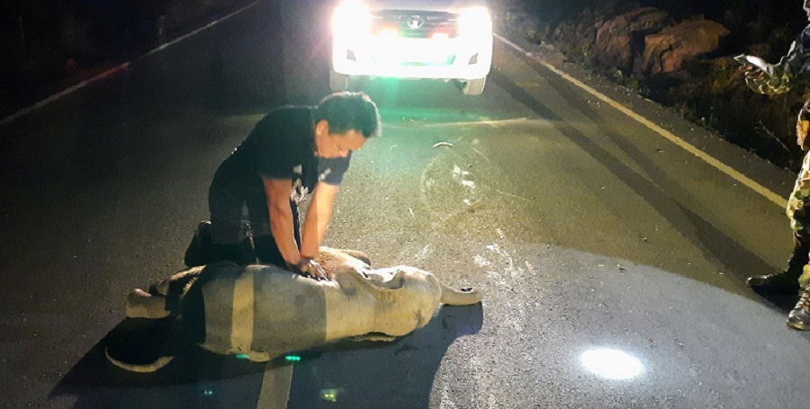 a rescue worker performs cpr on a baby elephant after a motorcycle crash in chanthaburi province thailand december 20 2020 photo reuters