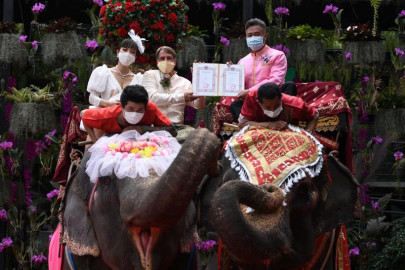 couples in thailand tie the knot on elephants on valentine s day
