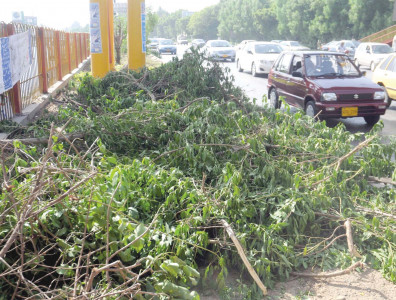 the case of the mysteriously disappearing trees the case of the mysteriously disappearing trees