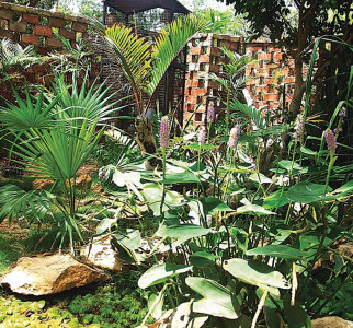 the gardener s world the gardener s world