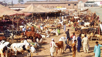 the cost of sacrifice