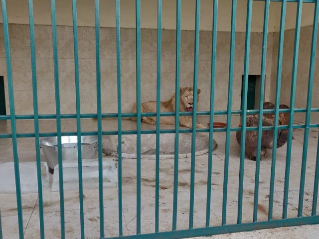 punjab wildlife officials raided the residence of the well known tiktoker khurram gujjar in lahore and recovered the african lion photo express punjab wildlife officials raided the residence of the well known tiktoker khurram gujjar in lahore and recovered the african lion photo express
