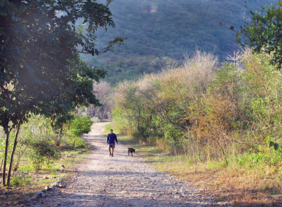 trail 5 stream comes to life after five years