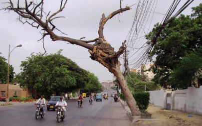 worshipped in some countries the banyan and fig trees face death in the city