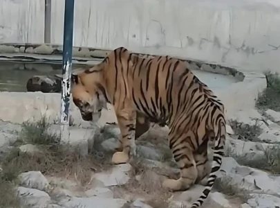 bengal tiger at bahawalpur zoo falls ill