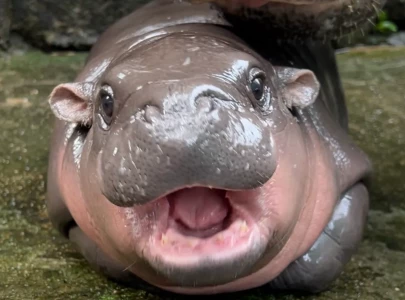 who is moo deng meet the adorable baby hippo taking the internet by storm who is moo deng meet the adorable baby hippo taking the internet by storm