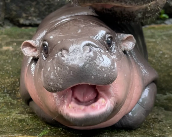 who is moo deng meet the adorable baby hippo taking the internet by storm who is moo deng meet the adorable baby hippo taking the internet by storm