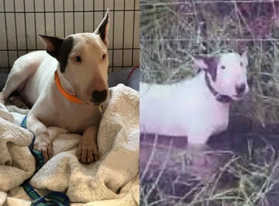 owner of abandoned dog trooper faces felony animal cruelty charges