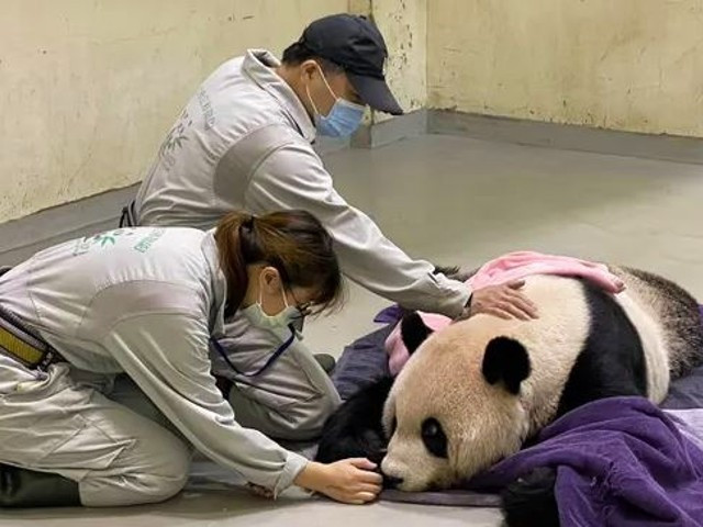 Photo of Beloved panda gifted by China to Taiwan dies