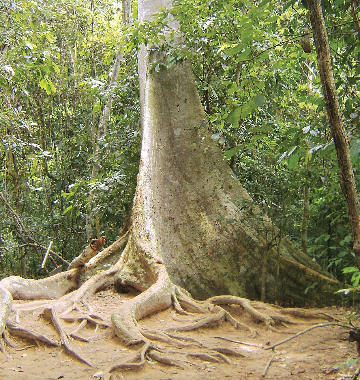 Protecting our environment: Rare 30-year-old Devil tree to be chopped down