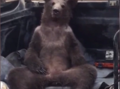 watch high on mad honey disoriented bear cub rescued in t rkiye
