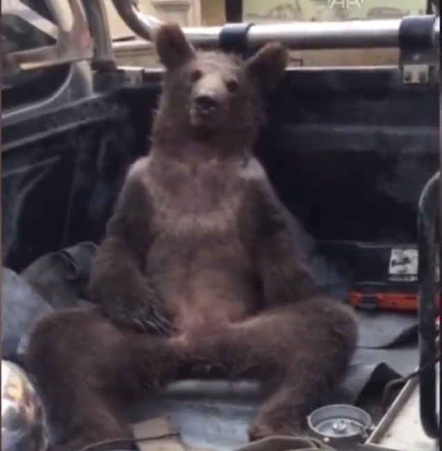 Photo of WATCH: High on 'mad honey', disoriented bear cub rescued in Türkiye