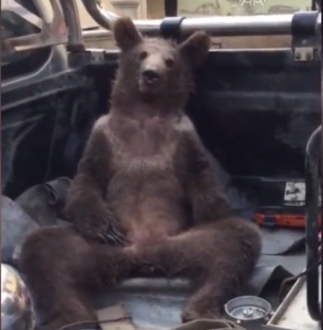 Turkish Brown Bear Cub Gets High on Mad Honey, Nature and Wildlife