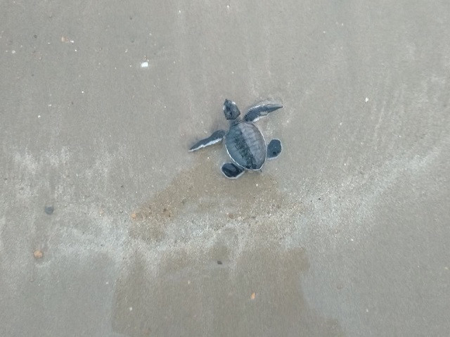 a baby turtle returns to the sea after release in karachi november 17 2021 photo reuters