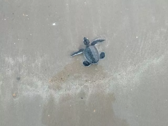 sea turtles along coast face host of threats sea turtles along coast face host of threats