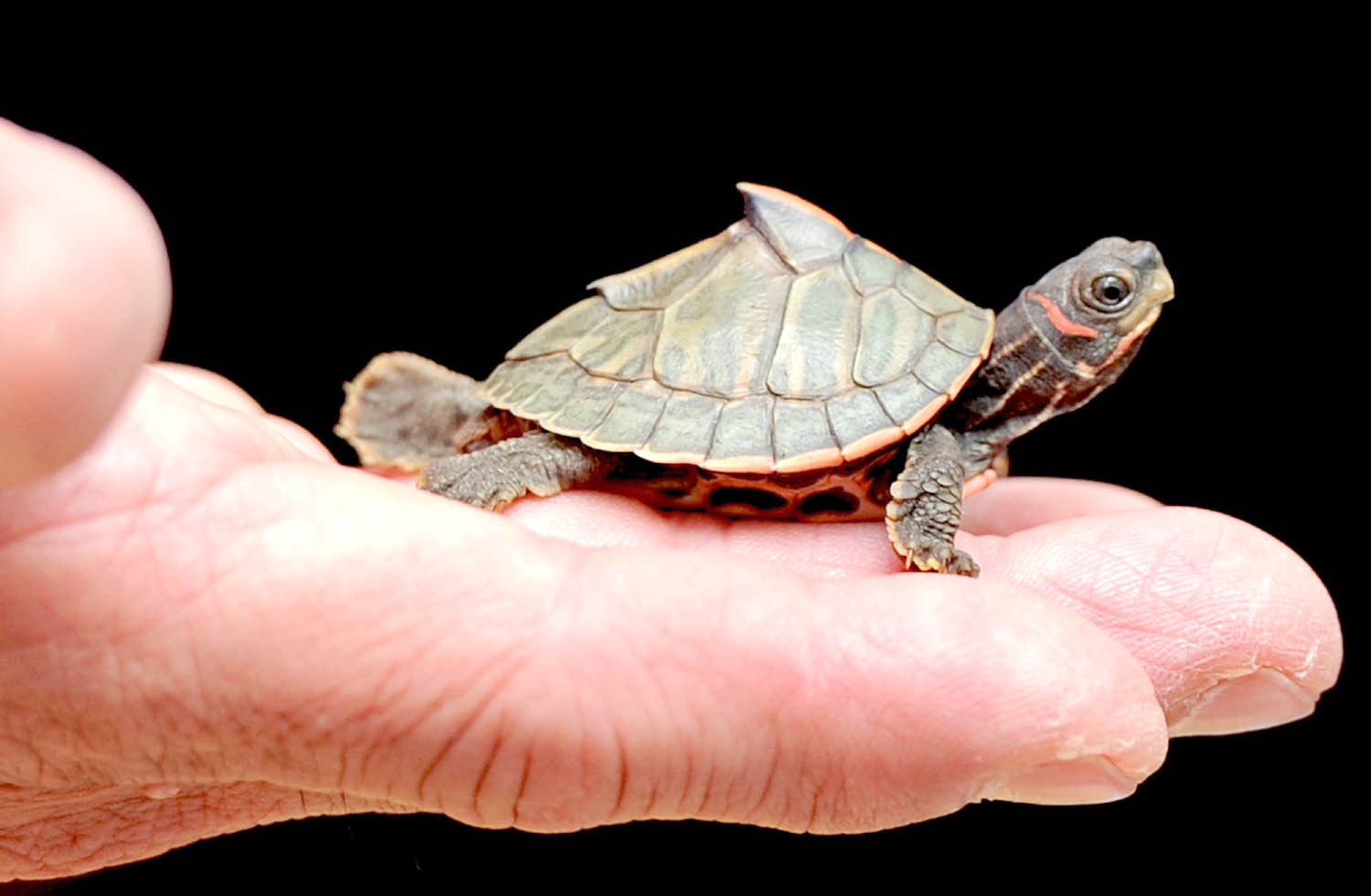 Updated Jun 02, 2011