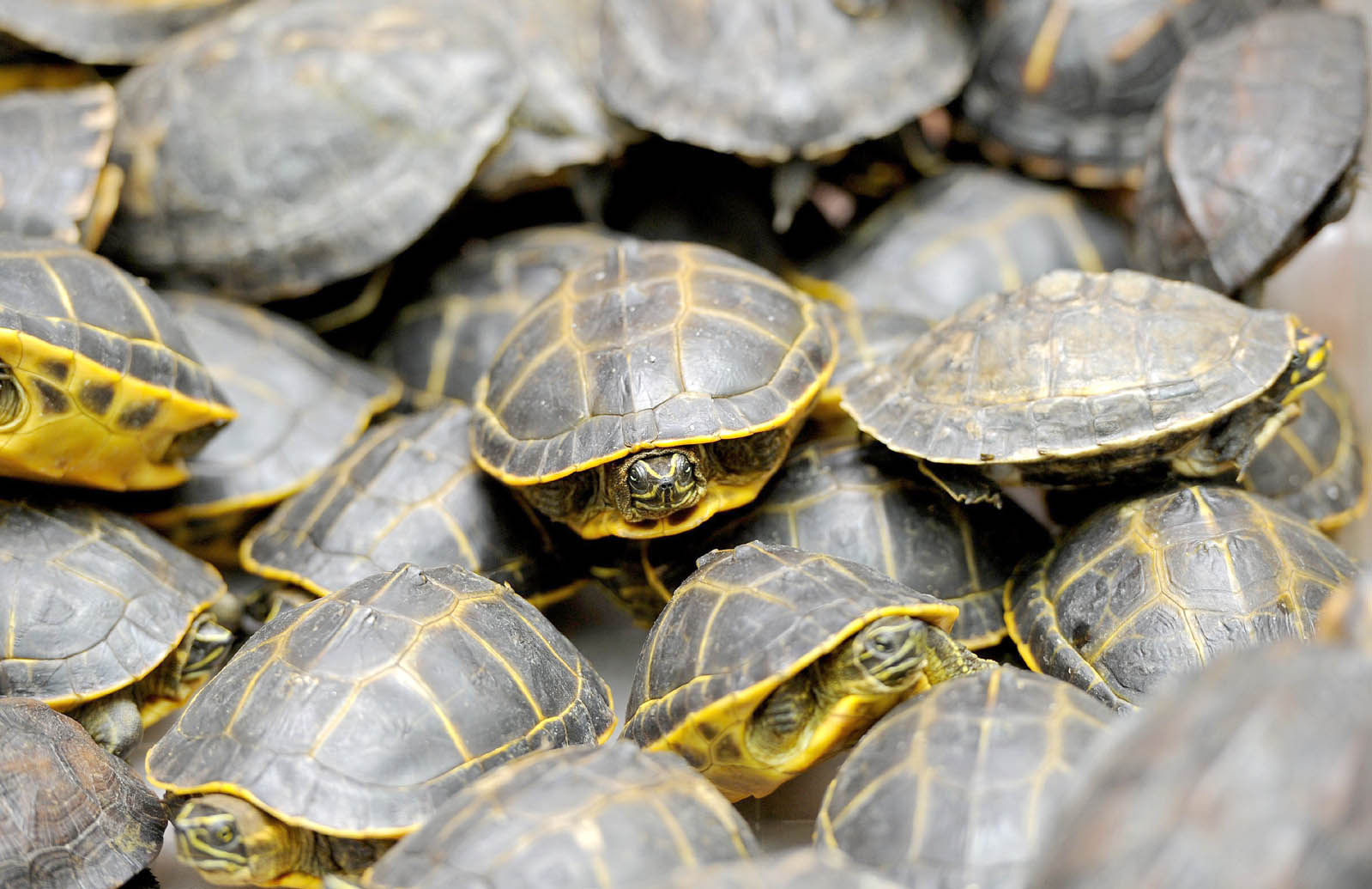 Three rare turtle species found dead along Balochistan coast