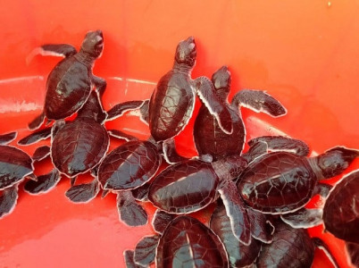 watch wildlife team cradles green turtles babies from beach to sea in karachi