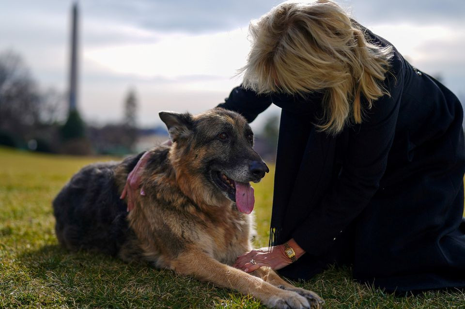 us first lady jill biden pets one of the family dogs champ after his arrival from delaware at the white house in washington us january 24 2021 photo reuters