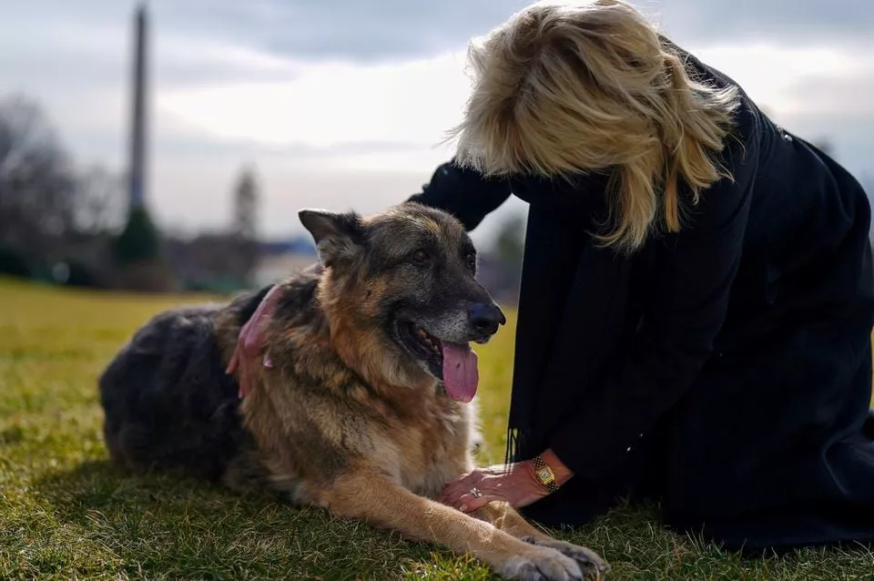 us first lady jill biden pets one of the family dogs champ after his arrival from delaware at the white house in washington us january 24 2021 photo reuters us first lady jill biden pets one of the family dogs champ after his arrival from delaware at the white house in washington us january 24 2021 photo reuters