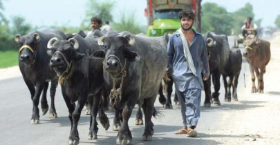 usaid to provide 16m for flood hit farmers