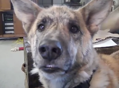 clark g the dog s death goes viral as fans mourn beloved internet sensation