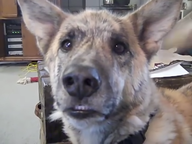 Clark G The Dog s Death Goes Viral As Fans Mourn Beloved Internet Sensation
