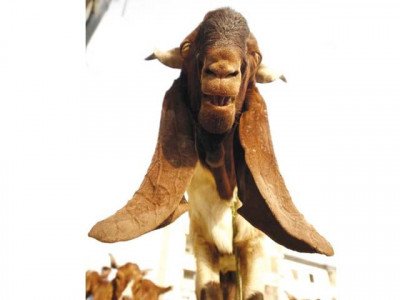 banned outfits defy ban on hides collection