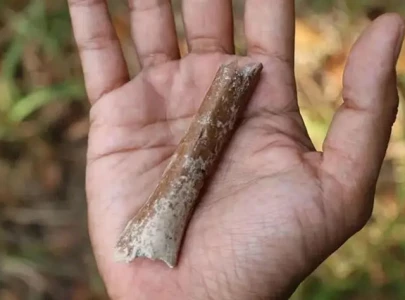 discovery of tiny bone sheds light on hobbit humans
