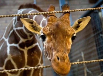 giraffes could soon get endangered or threatened status in us