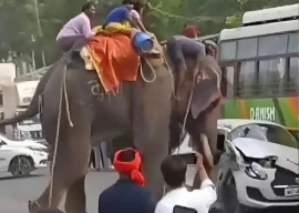 watch elephant rampages during dussehra festival in india s bihar state