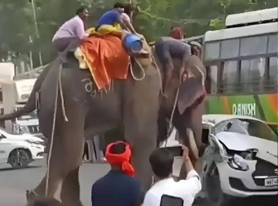 watch elephant rampages during dussehra festival in india s bihar state