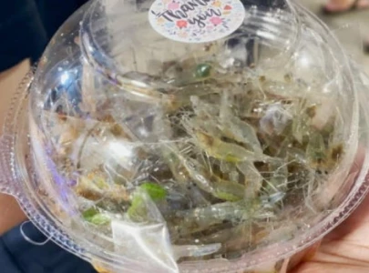 thailand s dancing shrimp dish a culinary delicacy or controversial meal