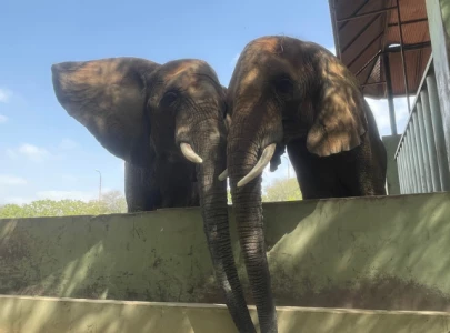 elephant madhubala to reunite with sisters after 15 years at karachi safari park