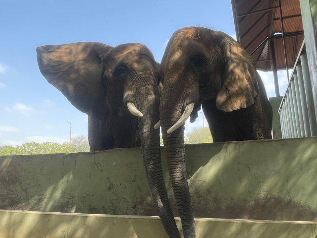 elephant madhubala to reunite with sisters after 15 years at karachi safari park
