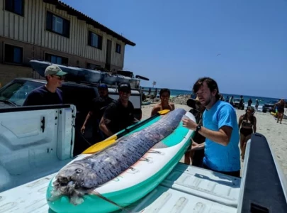 mysterious doomsday fish washes up on california beach