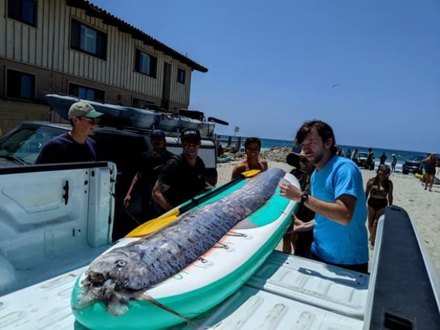 mysterious doomsday fish washes up on california beach