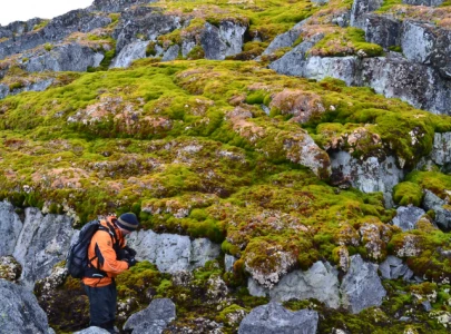 satellite data finds dramatic expansion of plant life in antarctica