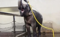zoo elephant uses water hose to shower herself