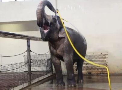 zoo elephant uses water hose to shower herself